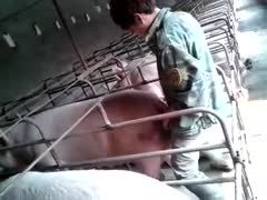 Find my cousin having sex with a pig.